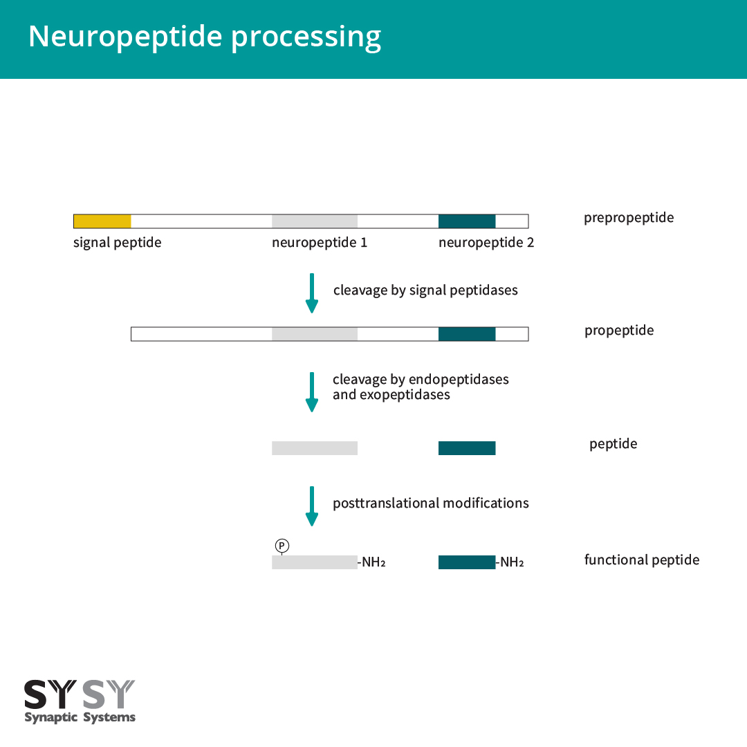 neuropeptides